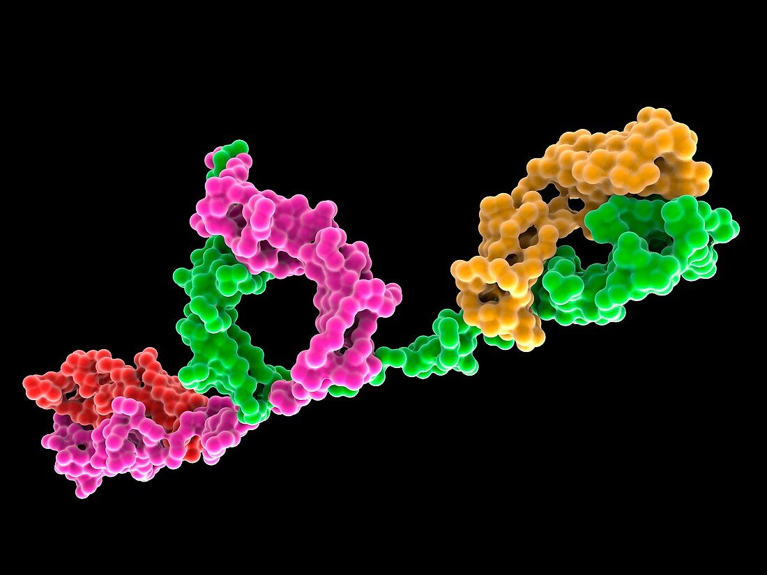 Human Myeloma Immunoglobulin D (IgD)