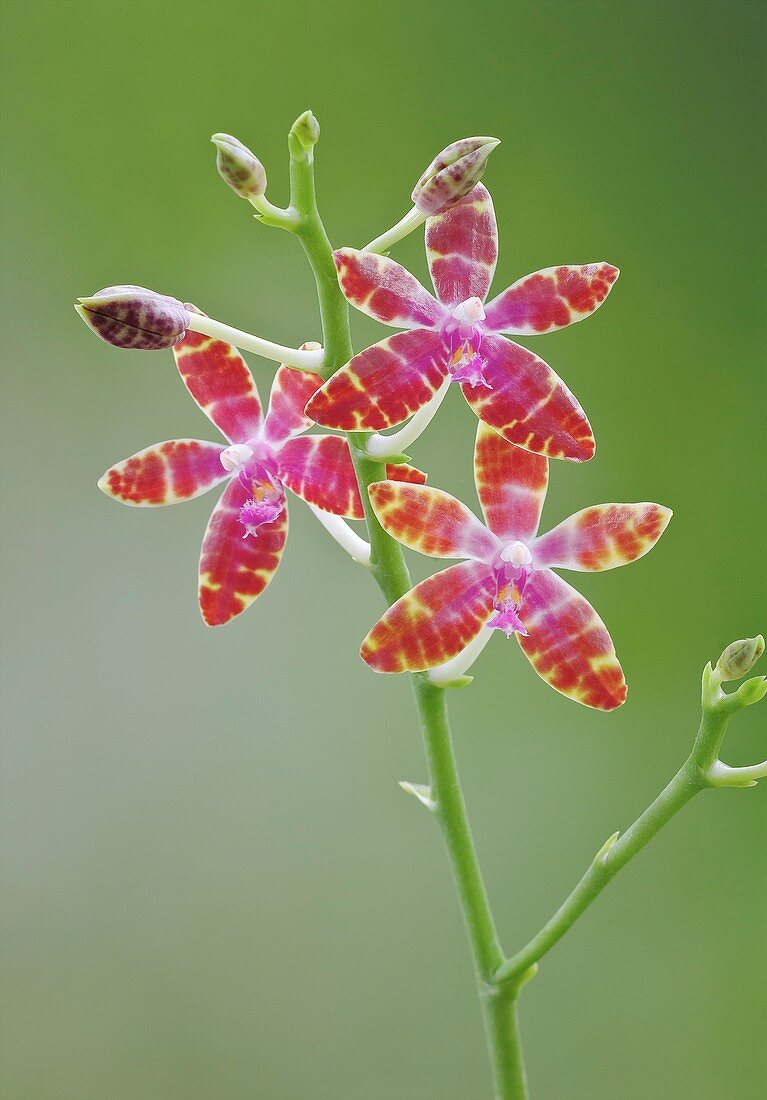 Phalaenopsis bastianii orchid flowers