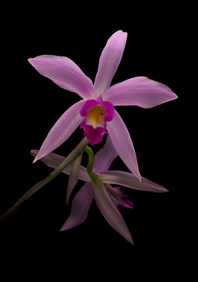 Laelia anceps orchid flowers