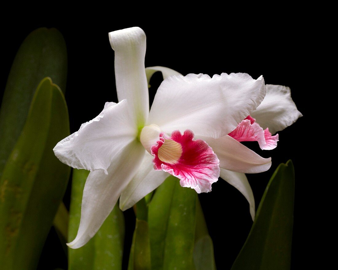 Cattleya purpurata hybrid orchid flower