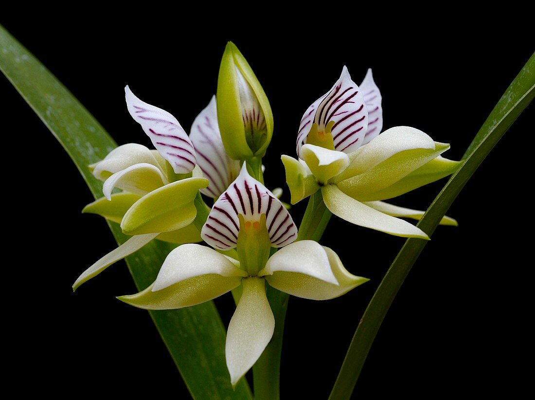 Anacheilium chacaoense orchid flowers