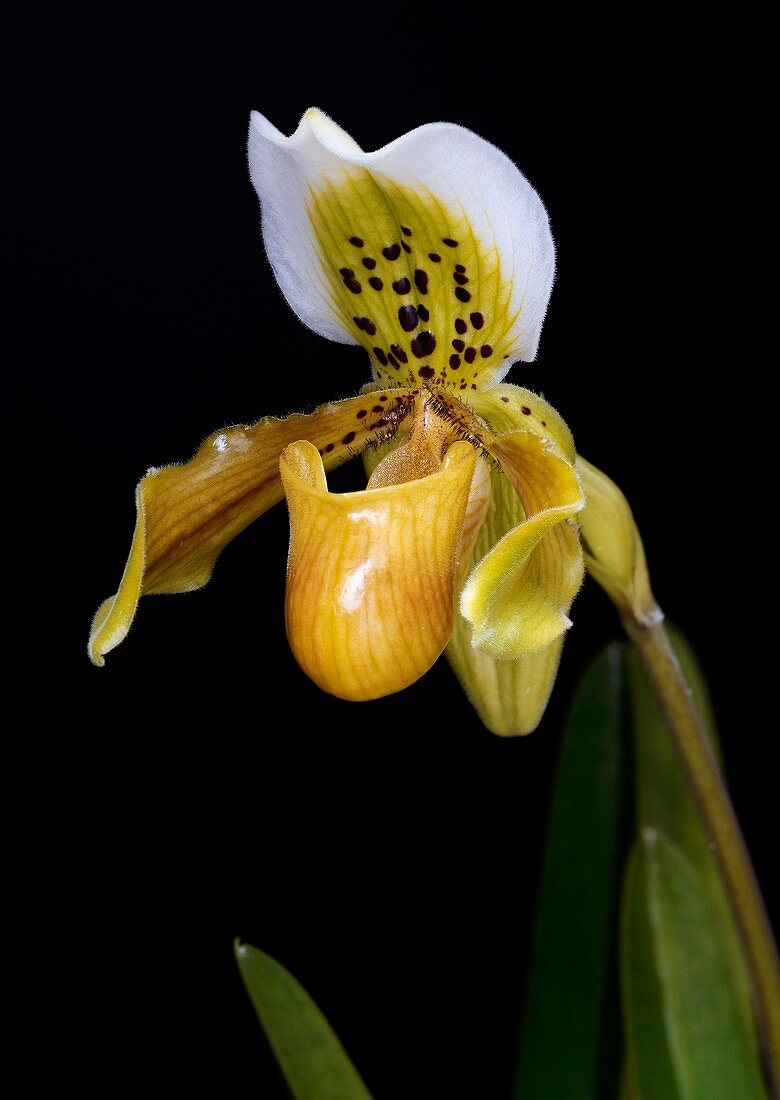 Paphiopedilum exul orchid flower