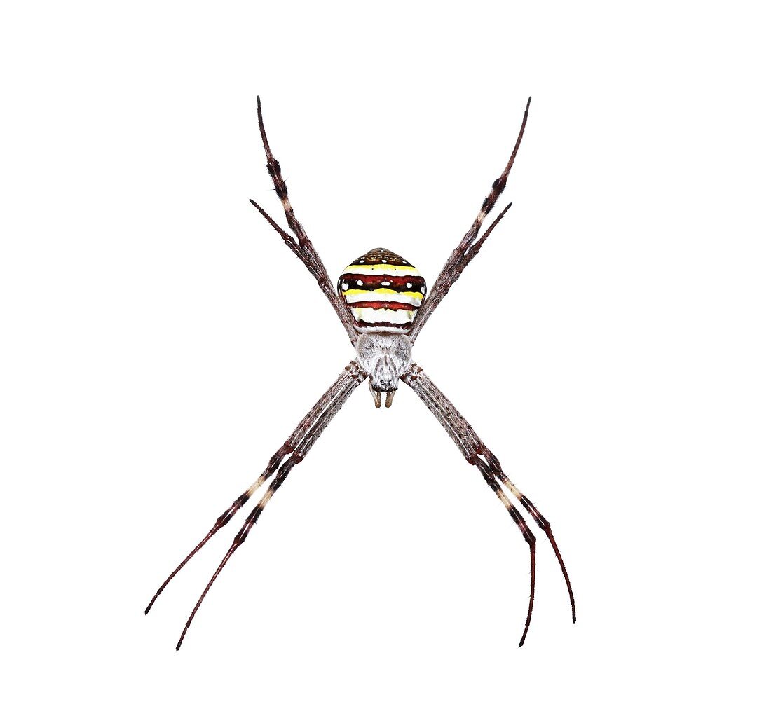 St Andrews cross spider