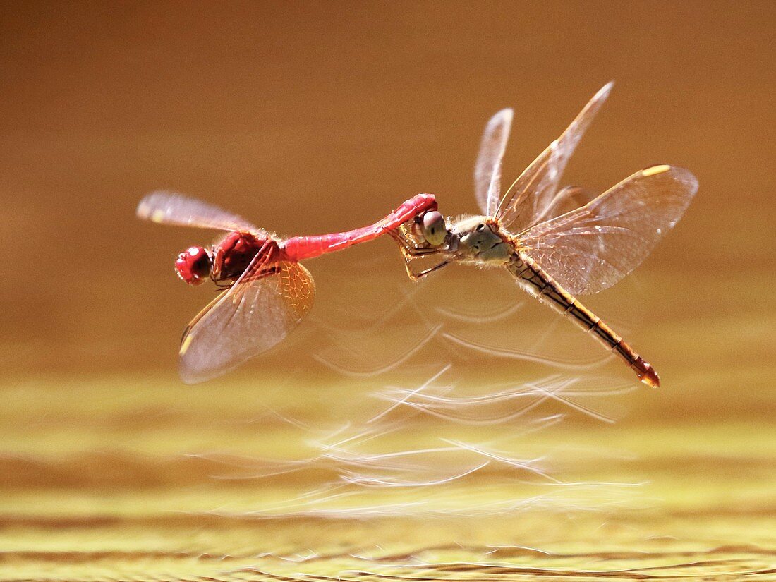 Scarlet percher dragonflies mating