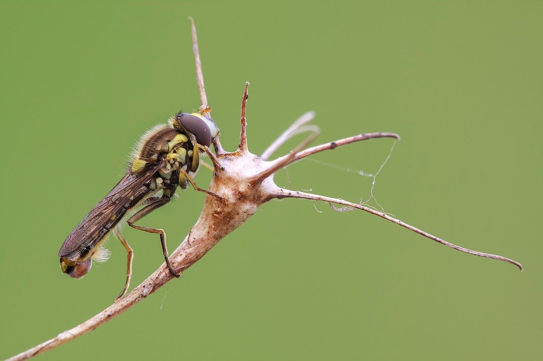 Male hoverfly on seed head