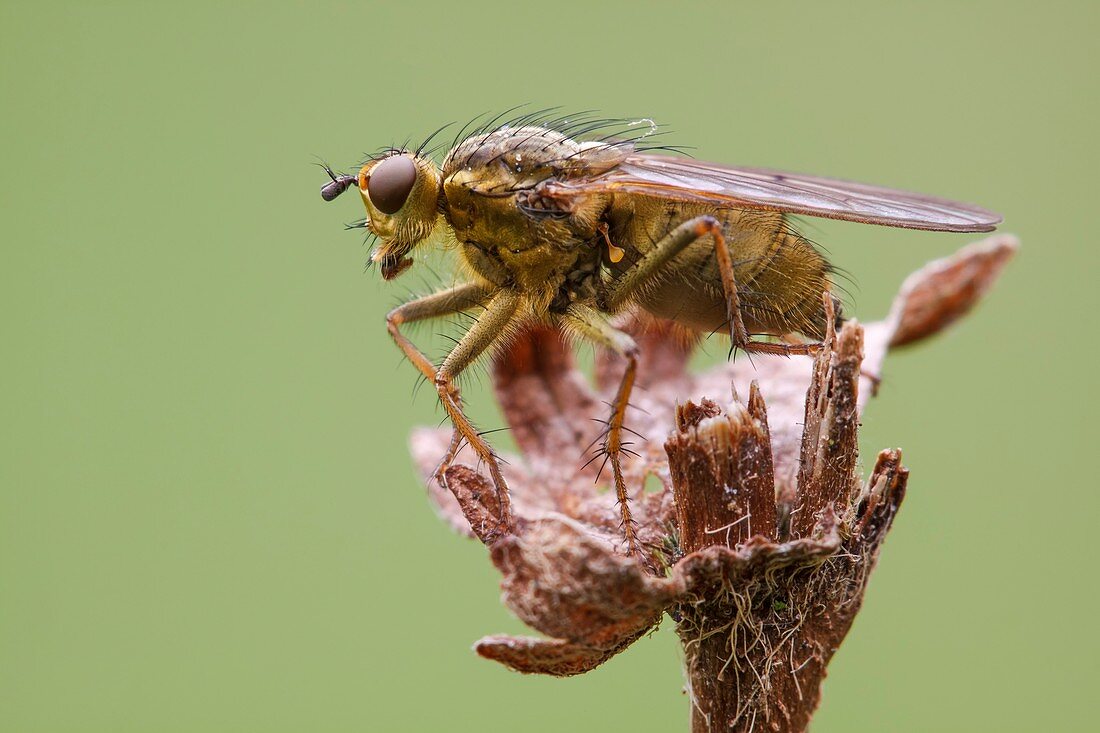 Common yellow dung fly