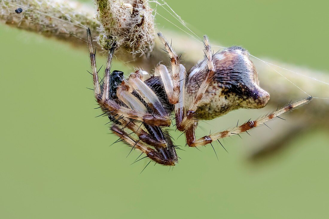 Cyclosa conica spider