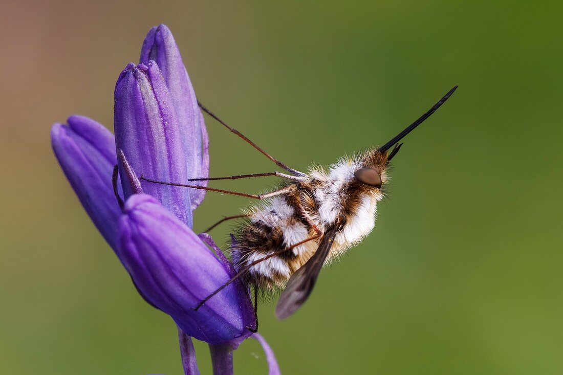 Large bee-fly on bluebell flowers