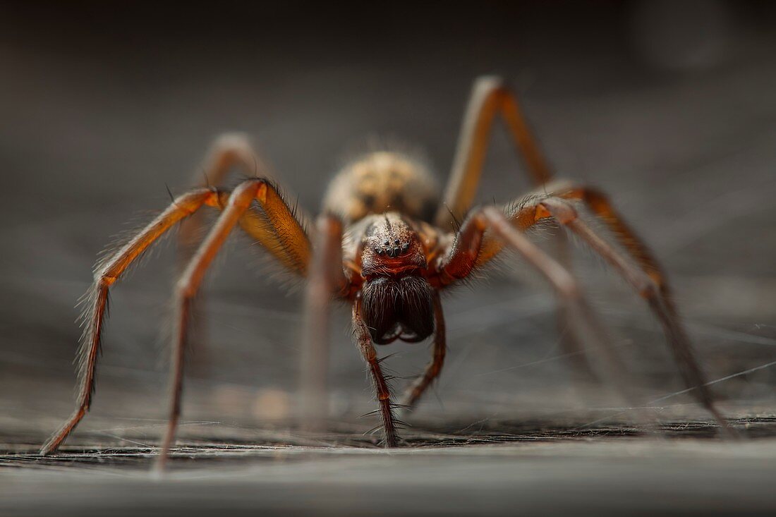 Female house spider