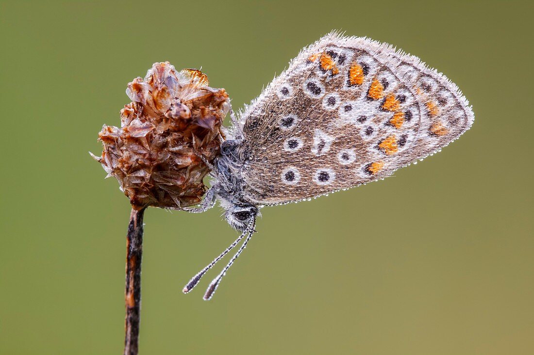 Common blue butterfly on plantain flower