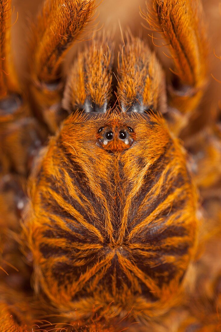 Orange baboon tarantula
