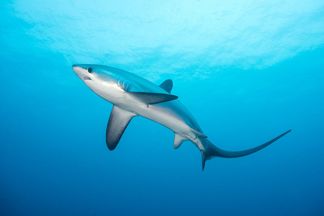 Pelagic thresher shark