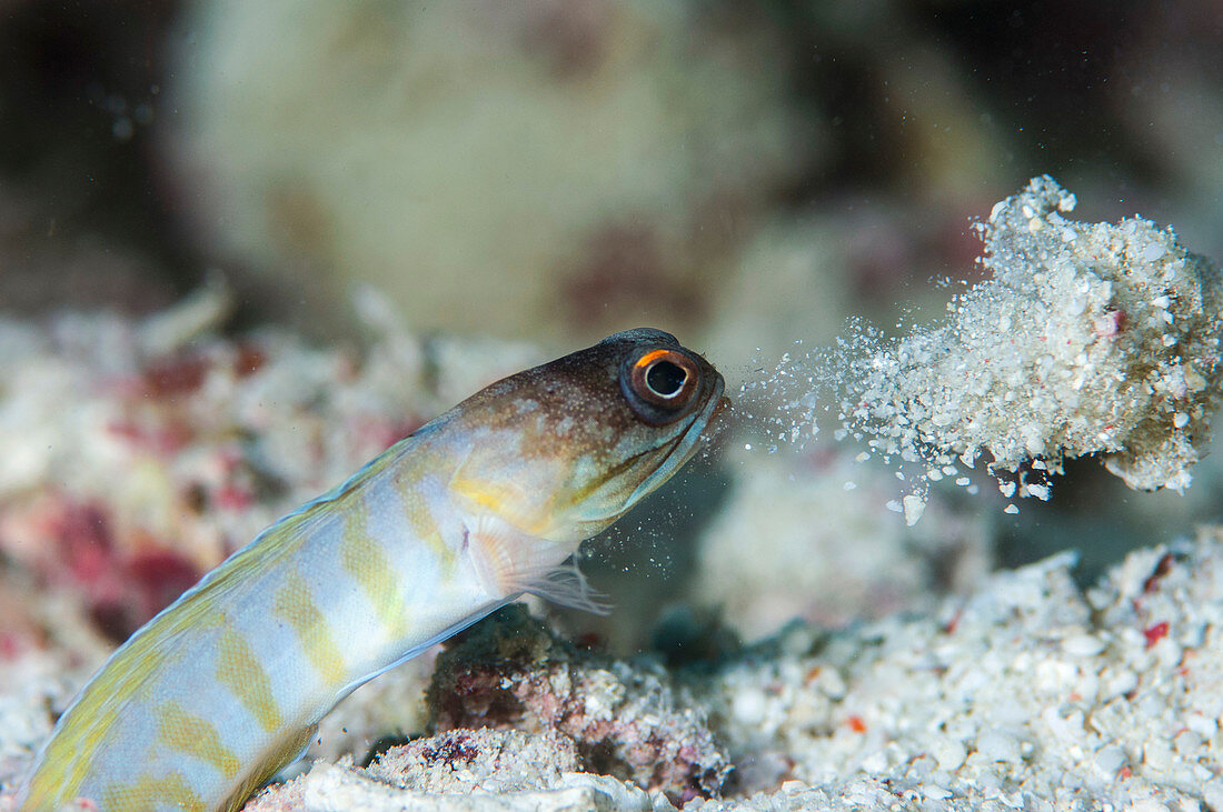 Jawfish tending its burrow