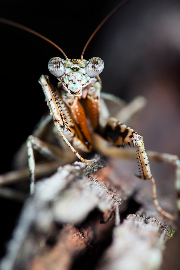 Theopompa mantis