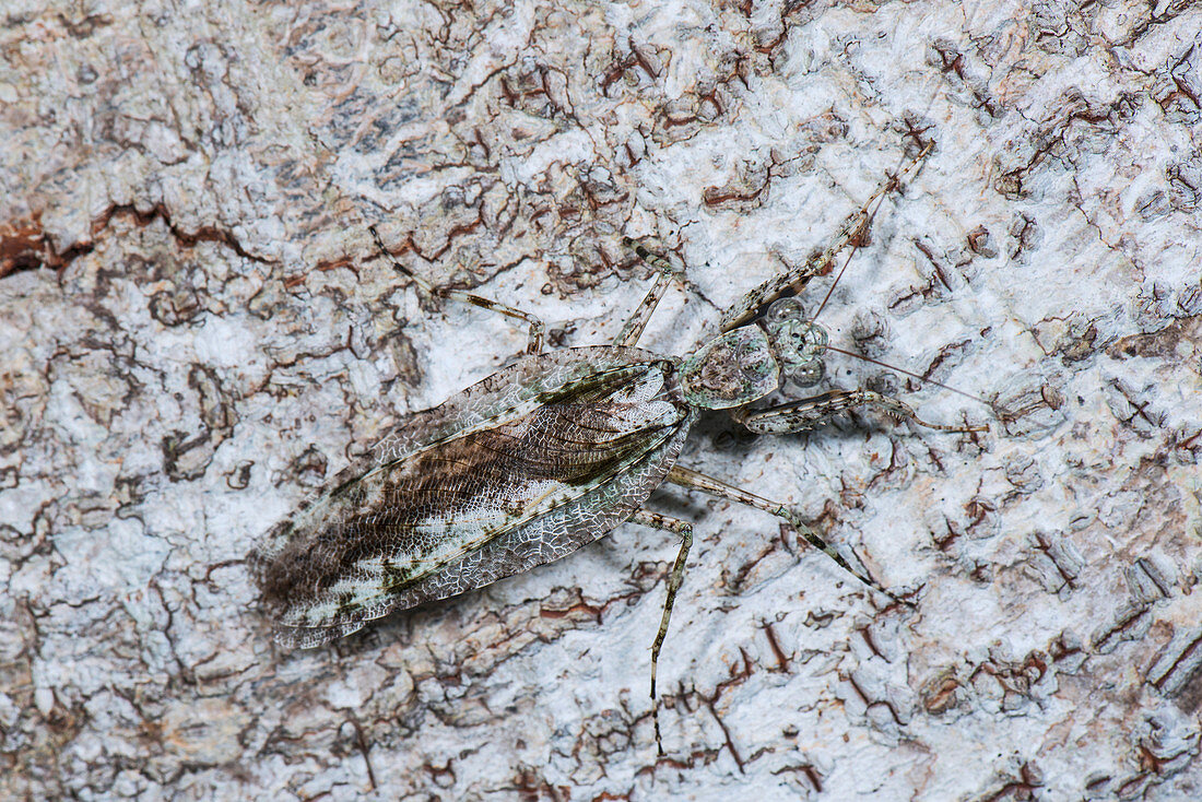 Theopompa mantis on bark