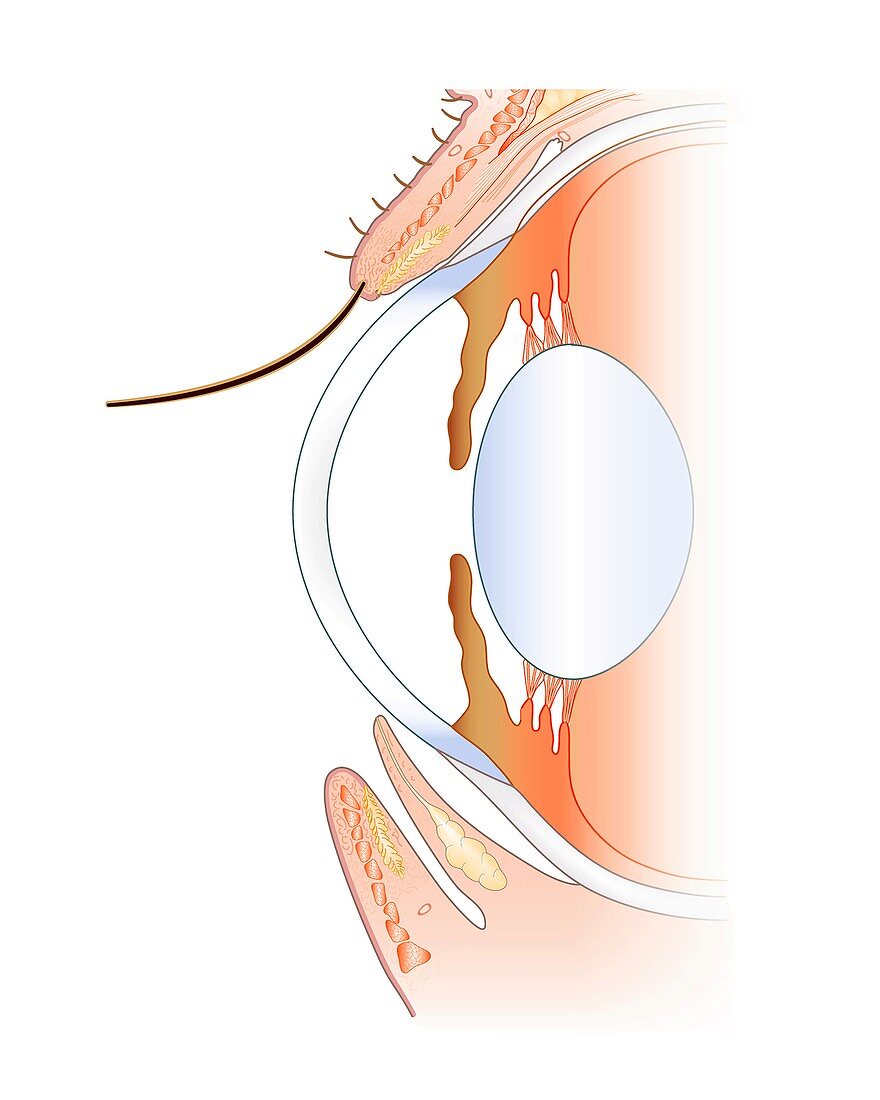 Front anatomy of the eye,illustration