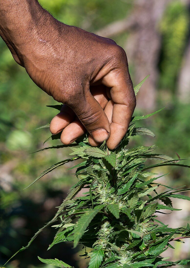 Cannabis farming,Jamaica