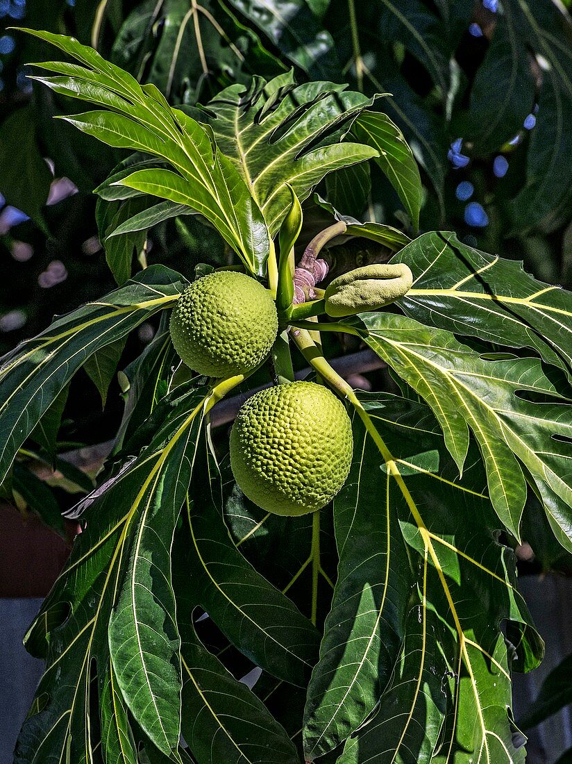 Ackee (Blighia sapida) in fruit
