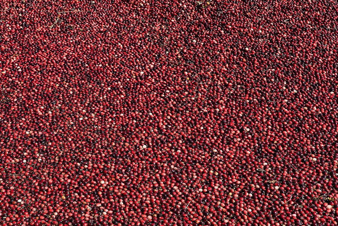 Cranberry harvest,USA