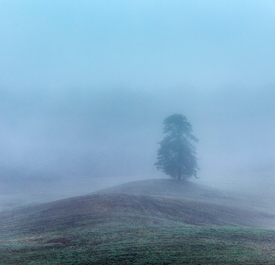 Mist-shrouded tree at dawn