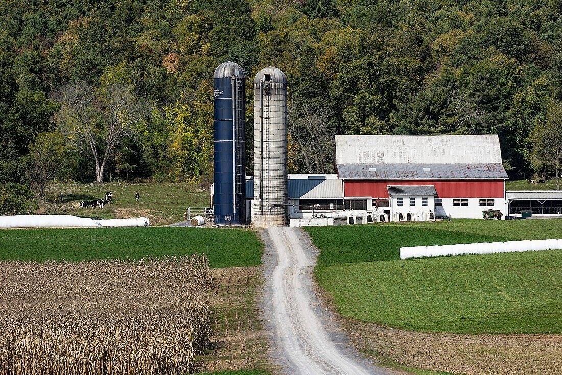 Pennsylvanian farm,USA
