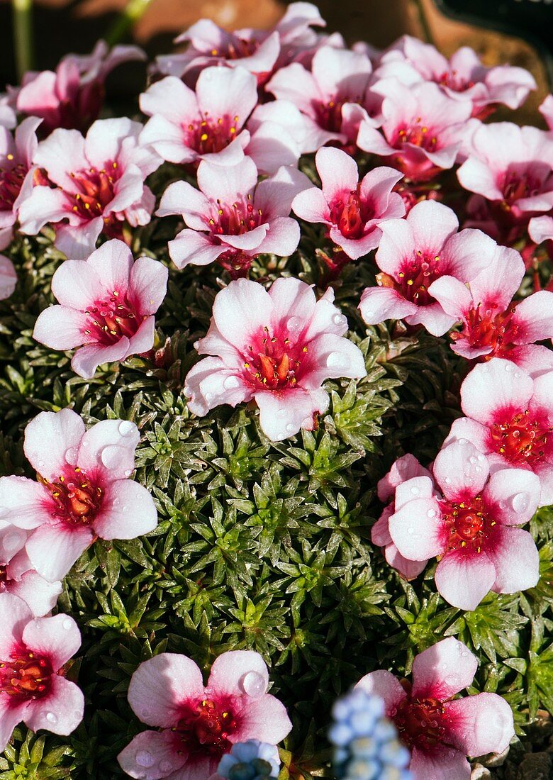 Saxifraga 'Gemma'