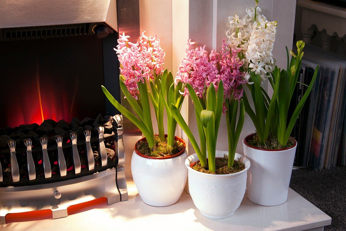 Potted hyacinths