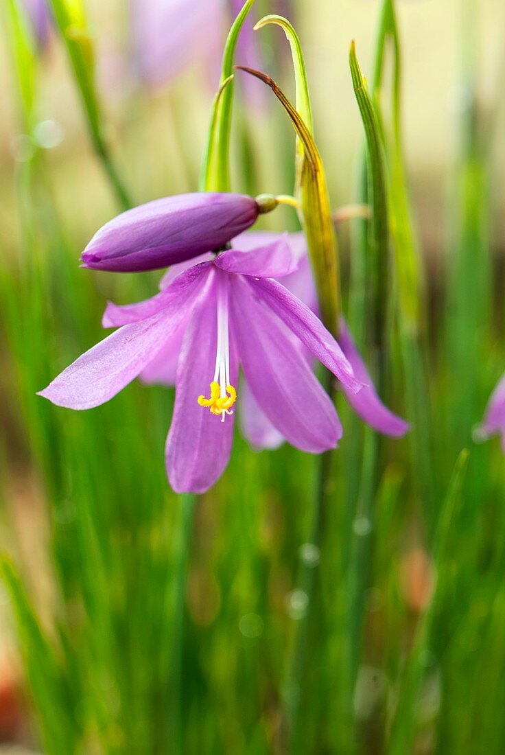 Douglas' olsynium (Olsynium douglasii)