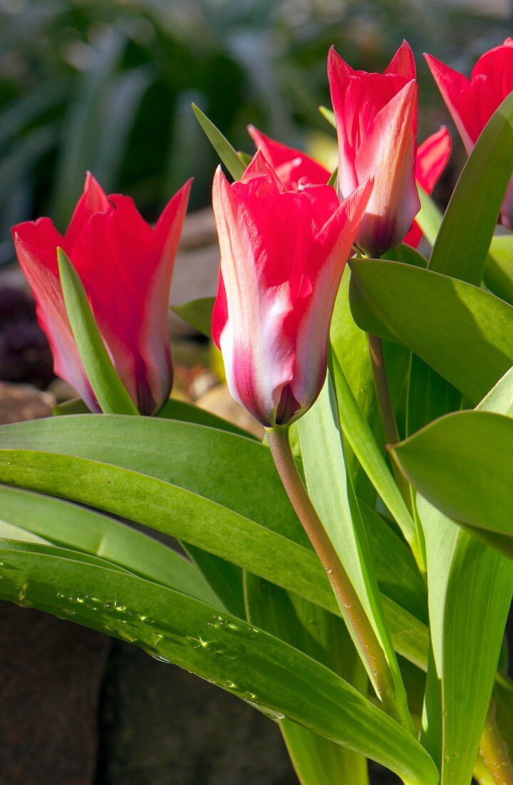 Tulips (Tulipa 'Pink Dwarf')