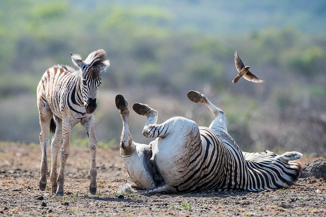 Burchell's zebra mother and foal