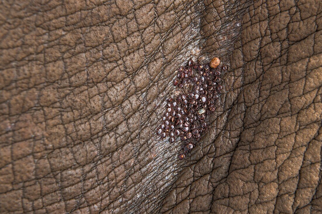 Ticks in the fold of white rhino skin