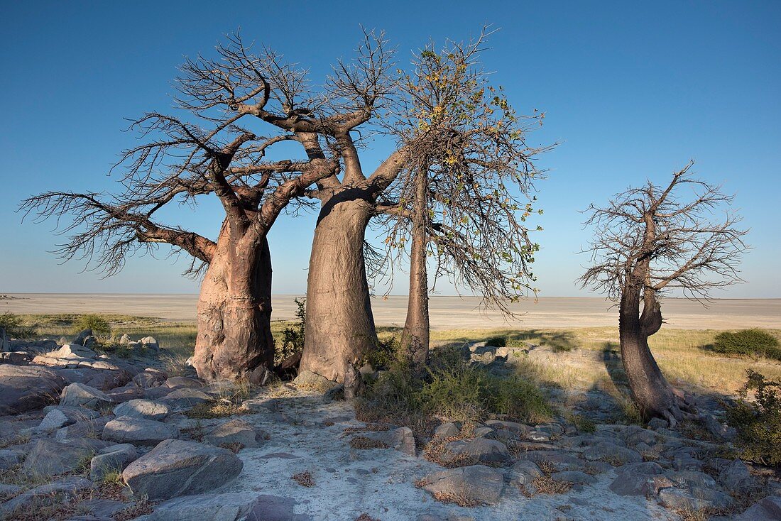 Baobab trees on Kubu Island,Botswana
