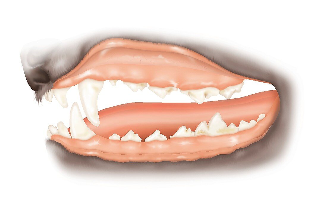 Dog teeth plaque,illustration