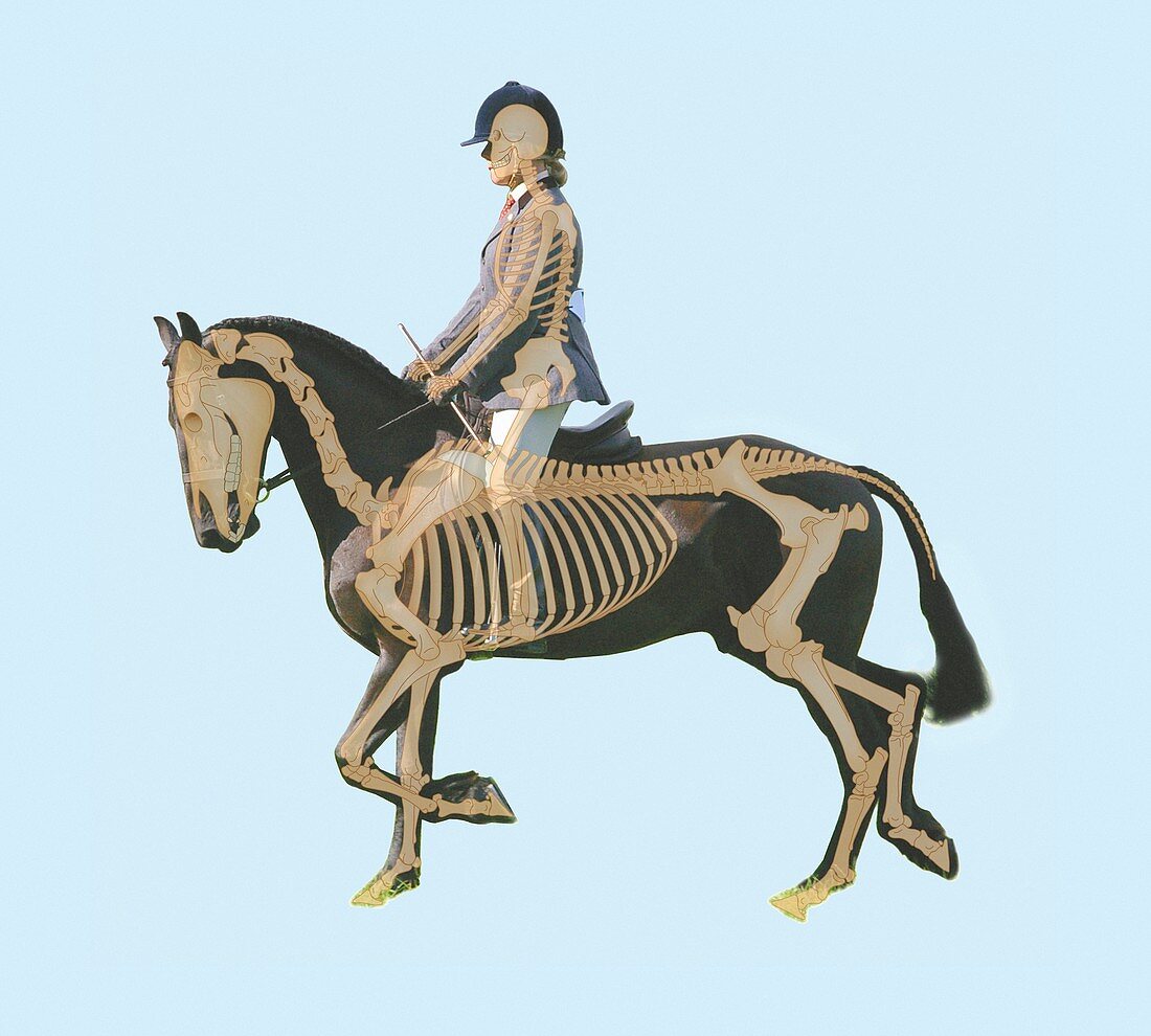 Horse and rider,anatomical illustration