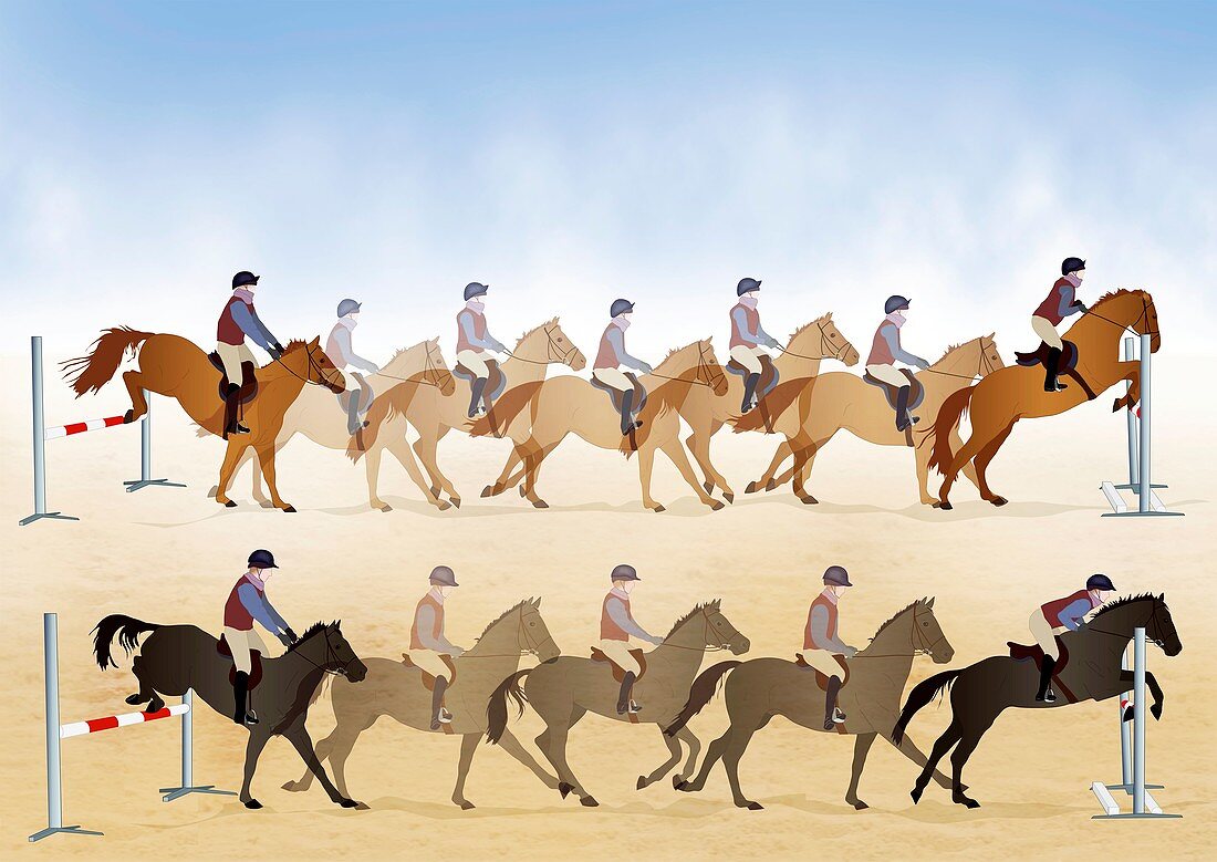 Horses show jumping,illustrations