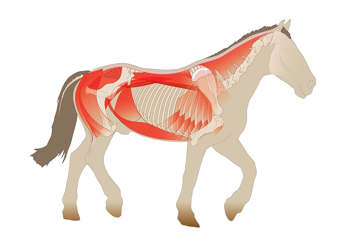 Horse anatomy,illustration