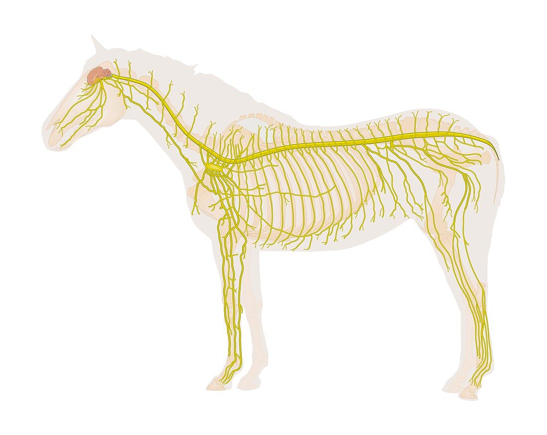 Equine nervous system,illustration