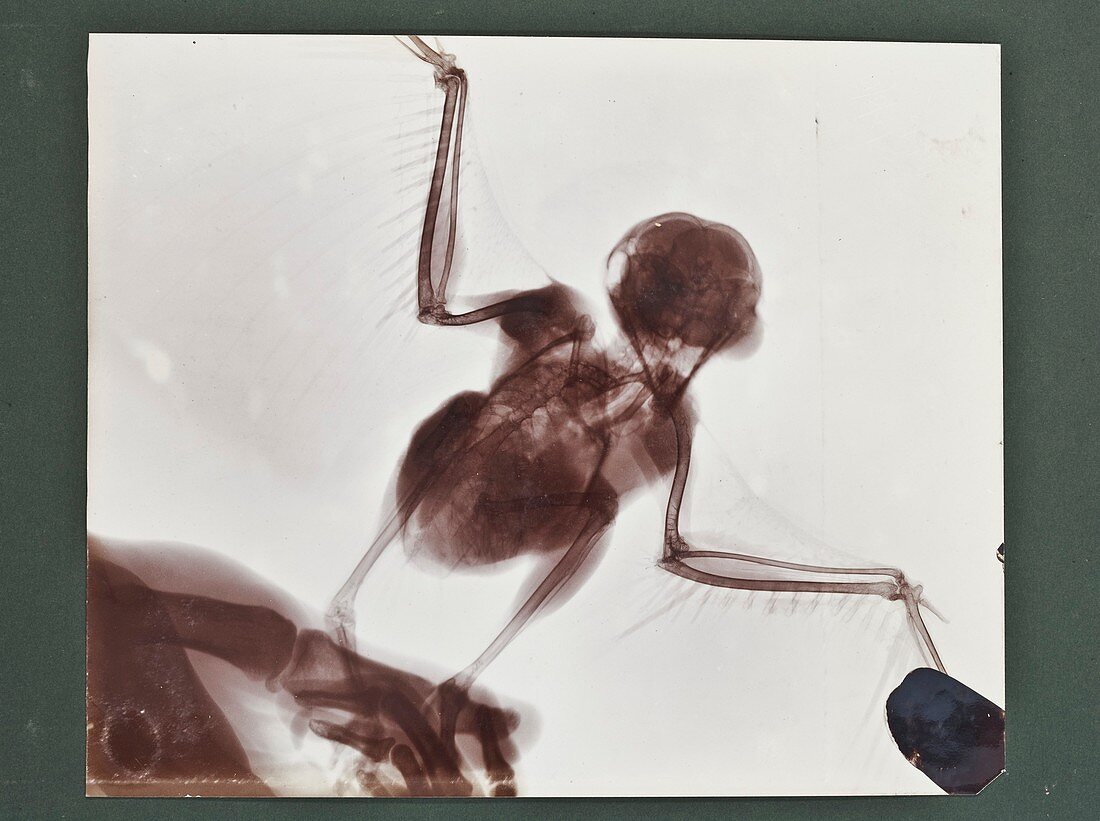 Bird X-ray,early 20th century