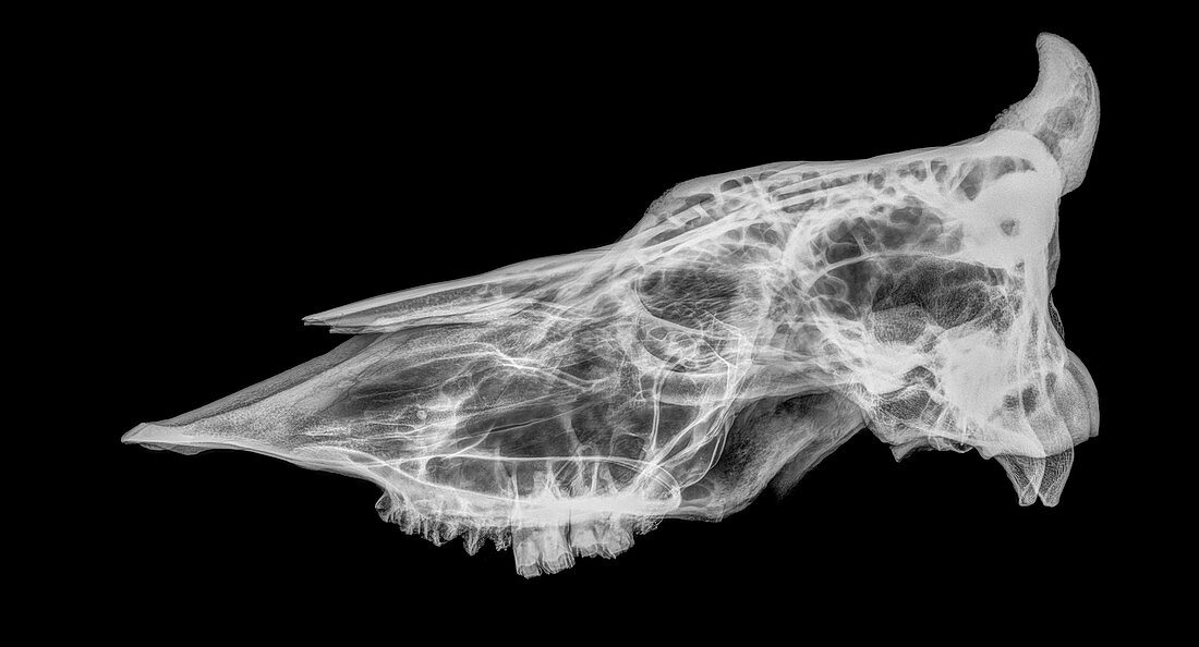 X-ray of a skull of a cow