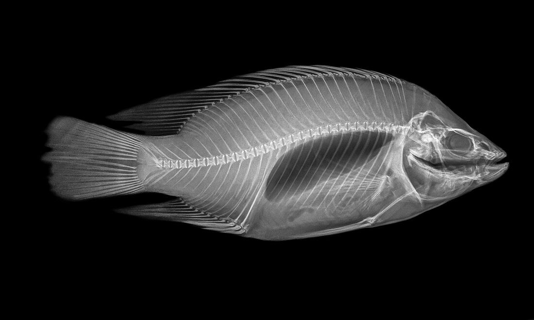 X-ray of a fish