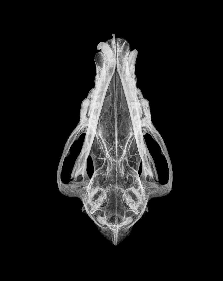 X-ray of a skull of a Wolf