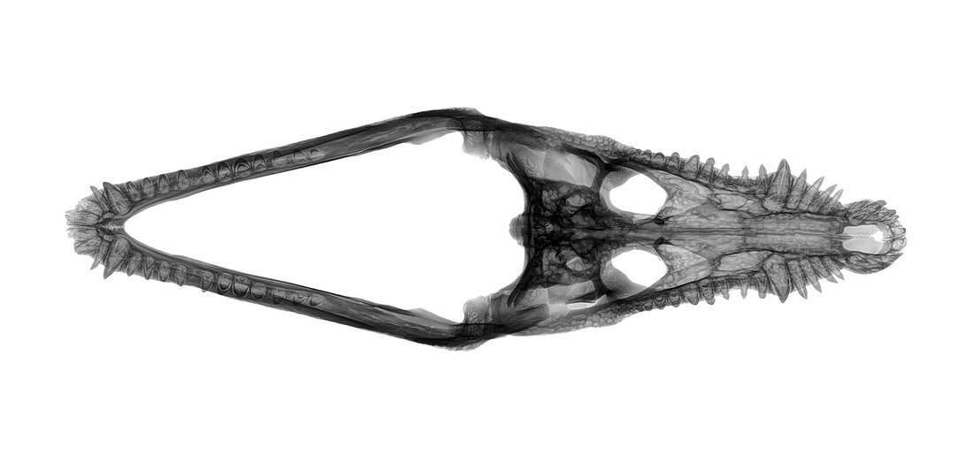 X-ray of a skull of a Nile crocodile