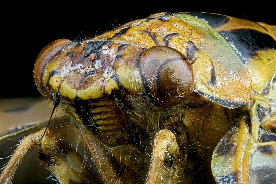 Cicada head