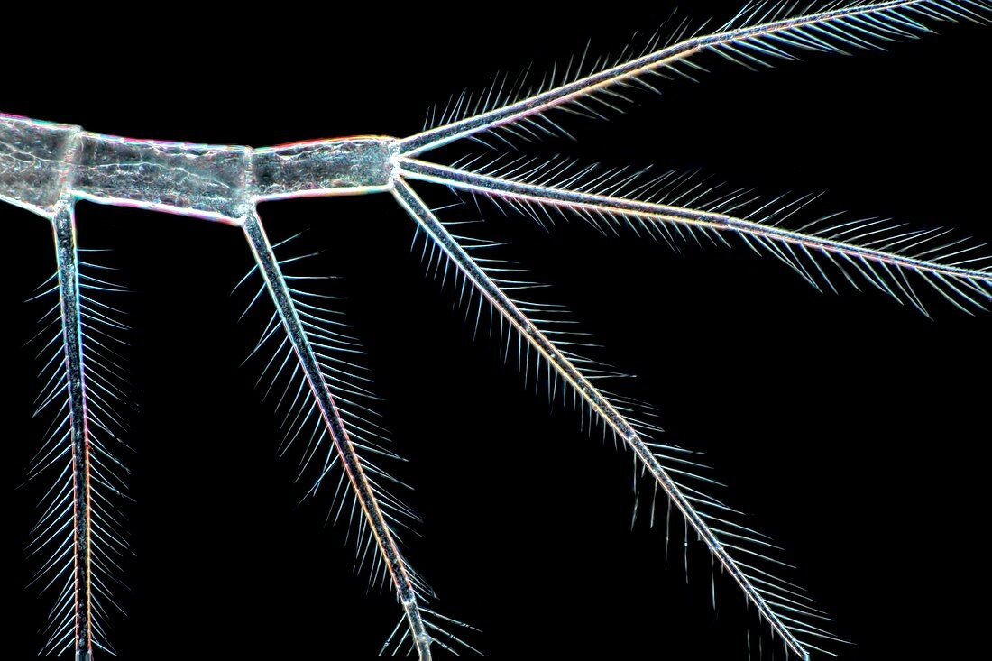 Waterflea antenna,light micrograph