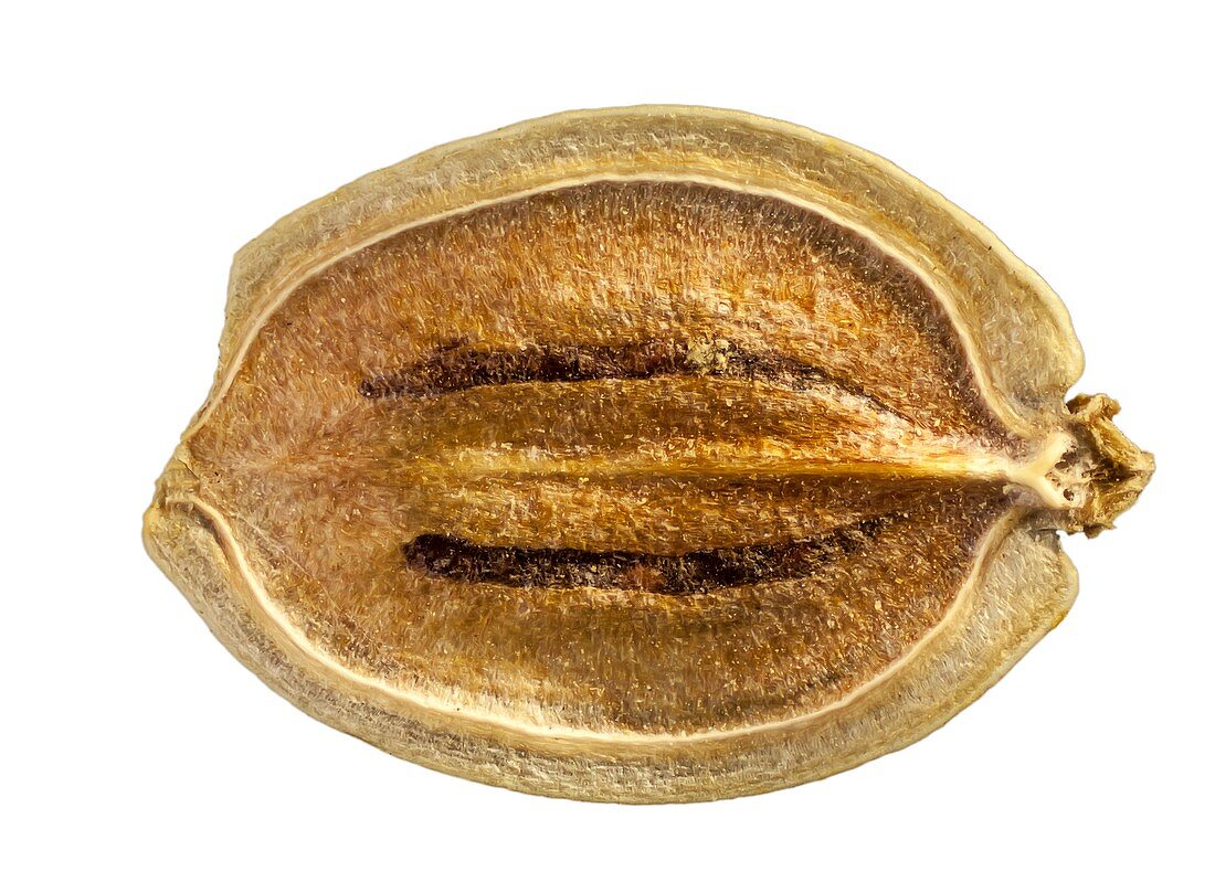 Parsnip seed grain,LM