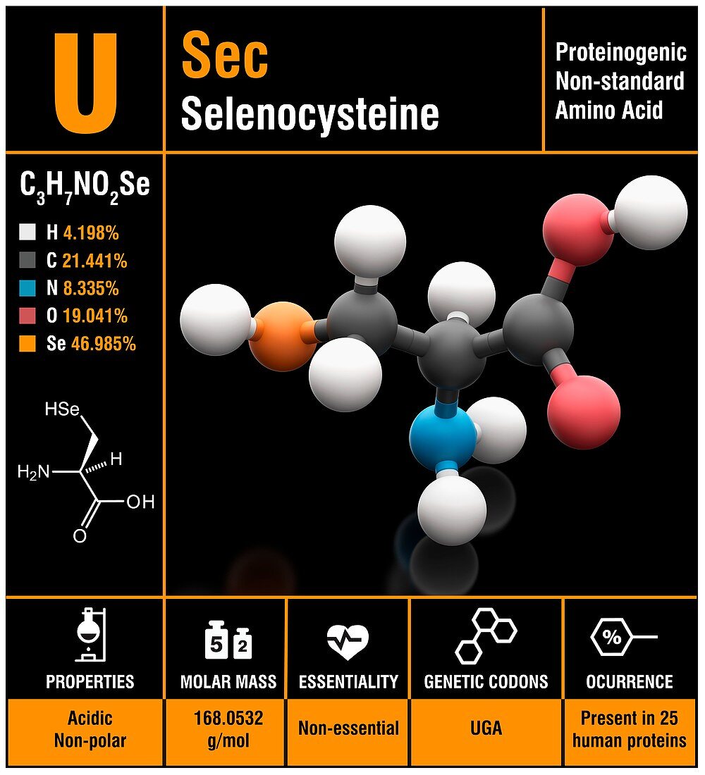 Selenocysteine amino acid molecule