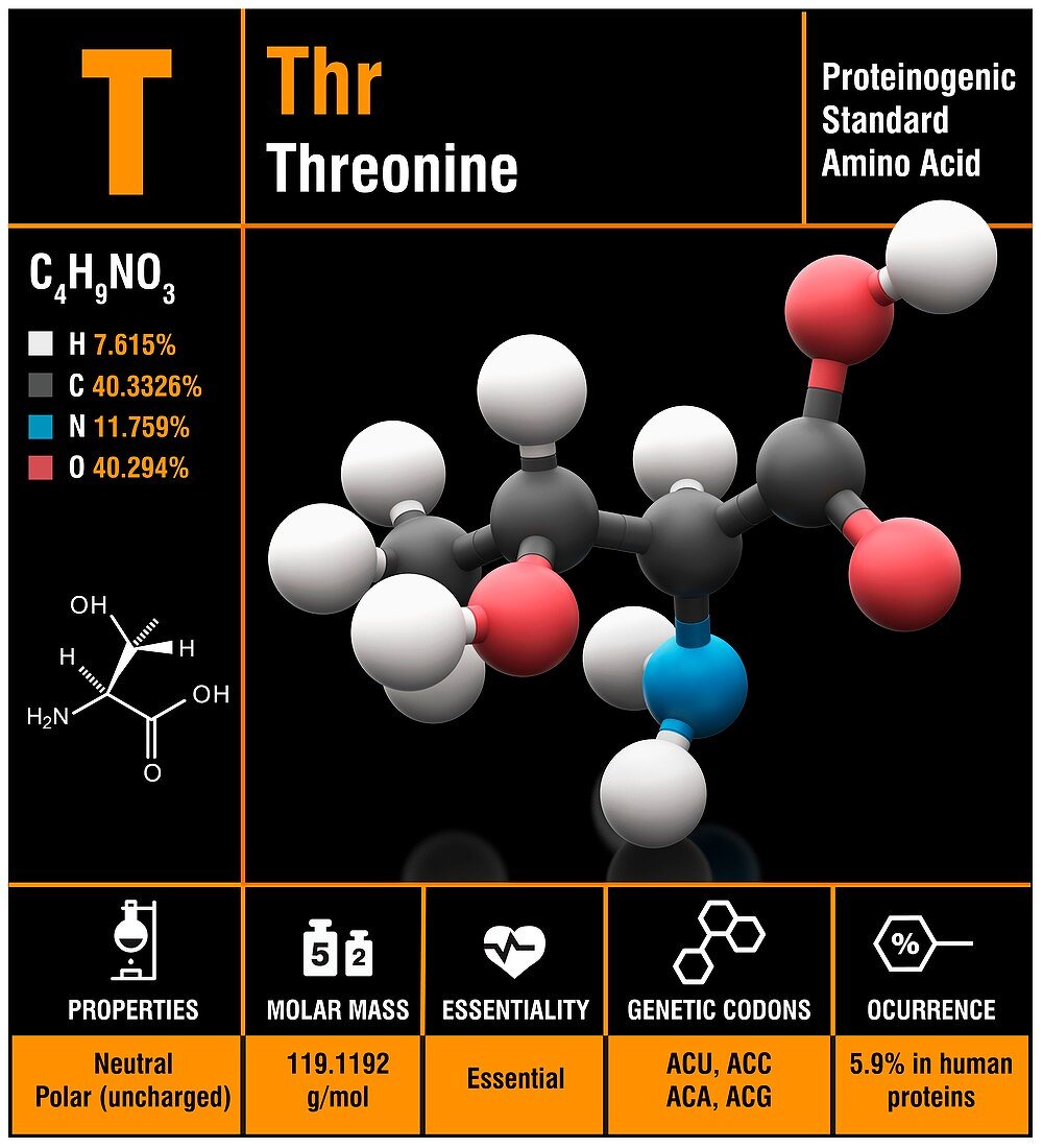 Threonine amino acid molecule
