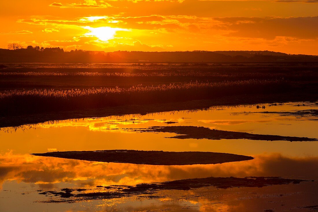 Salt marsh at sunset,Norfolk,UK
