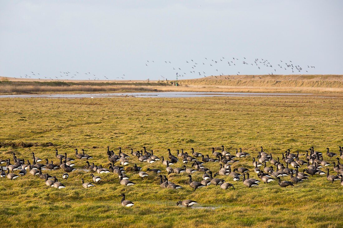 Brent geese feeding on salt marsh