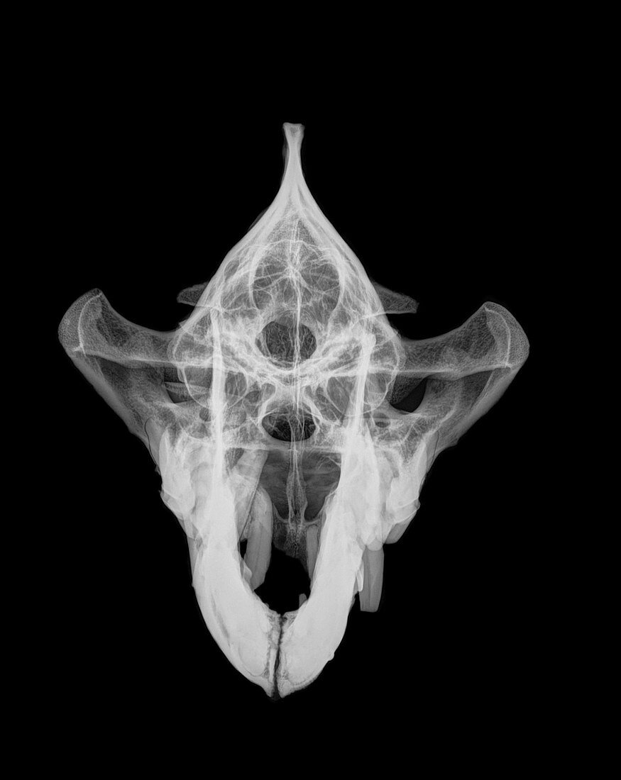 X-ray of a skull of a Hyena